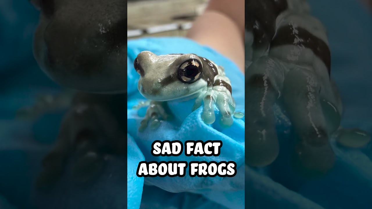 Sad Fact About Frogs