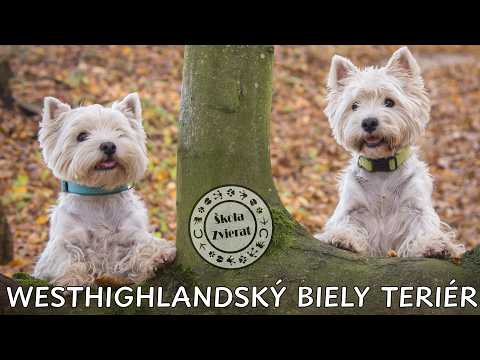 Škola Zvierat - Westhighlandský Biely Teriér