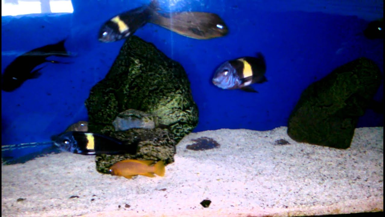 official secrets WC Tropheus Duboisi 