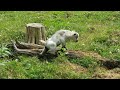 New baby goat tries to climb on a log #babygoats #goatbabies #babies #cutenessoverload #toocute