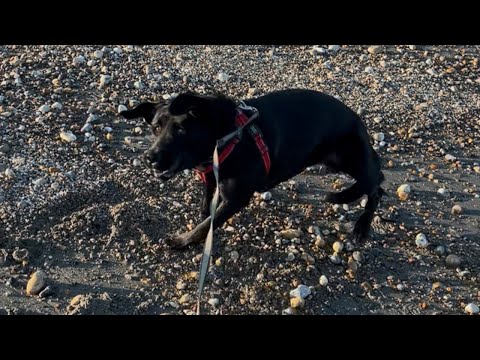 Pup hilariously loses his mind on first visit to beach #shorts