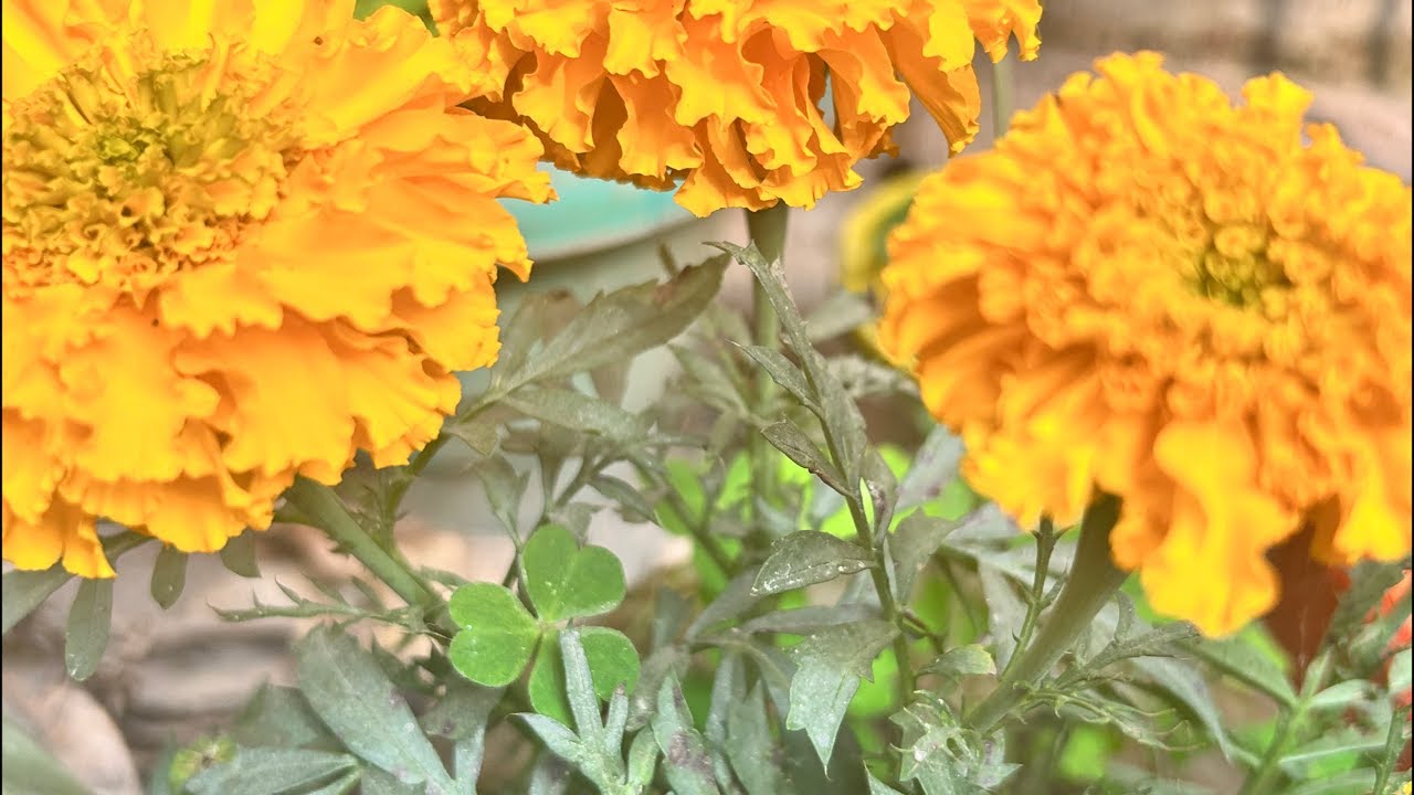 🔴live 436🌺🥀good afternoon everyone🥀Radhe Radhe🥀#livestream