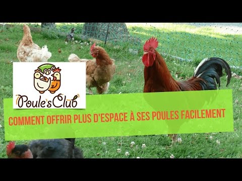 Un filet pour créer un enclos amovible à vos poules