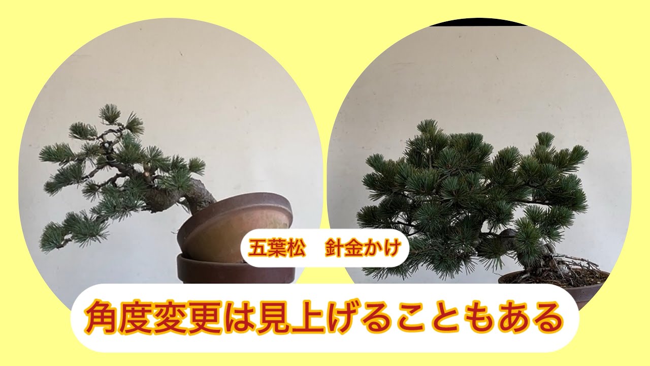 五葉松　盆栽　直接取引 盆栽 五葉松 針金かけ 正面決定は360度クマなく観察して。 - YouTube