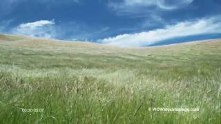 T/L Wind-blown grass on rolling hills SF0444