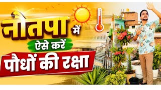 Summer Easy care tips for plant's ऐसे करें पौधों की देखभाल #hariyalipots #viral #gardening #plants