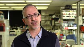 Fruit Fly Avatars Fight Cancer