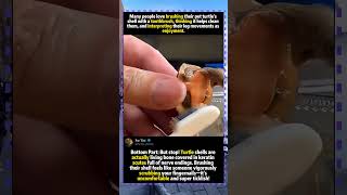 Many people love brushing their pet turtle's shell with a toothbrush