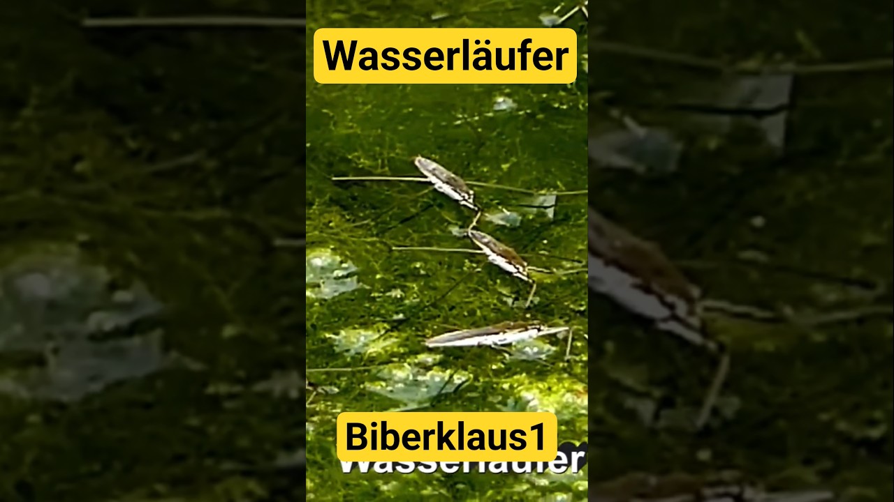 Wasserläufer Insekten auf der Loire in Frankreich. #wasserläufer #insekten # Loire  #Frankreich