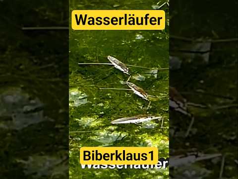 Wasserläufer Insekten auf der Loire in Frankreich. #wasserläufer #insekten # Loire  #Frankreich