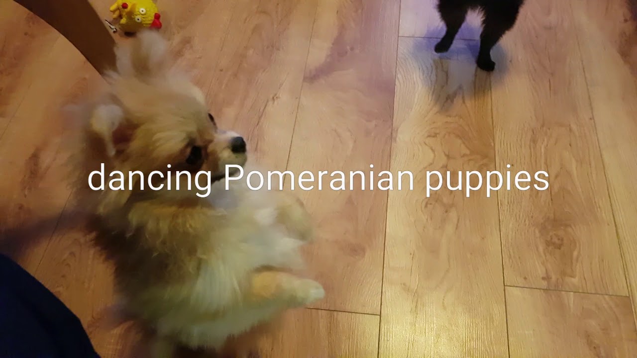 dancing Pomeranian puppies YouTube