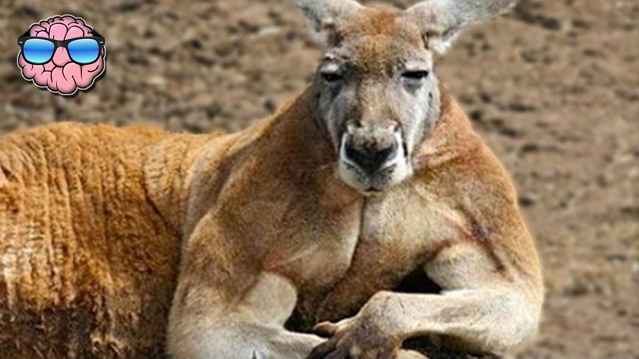 Top 10 Most DANGEROUS ANIMALS In AUSTRALIA - YouTube
