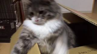 隠れているつもりで狙う猫 ノルウェージャンフォレストキャット Cat aiming while hidden. Norwegian Forest Cat.