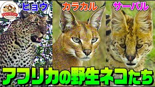 【狩りがスゴい】カラカル・サーバル・ヒョウ・リビアヤマネコ・アフリカのネコたちを大特集ライオンがチーターに嫉妬してとった行動とは…羽仁監督が見たマザーアフリカ【どうぶつ奇想天外WAKUWAKU】