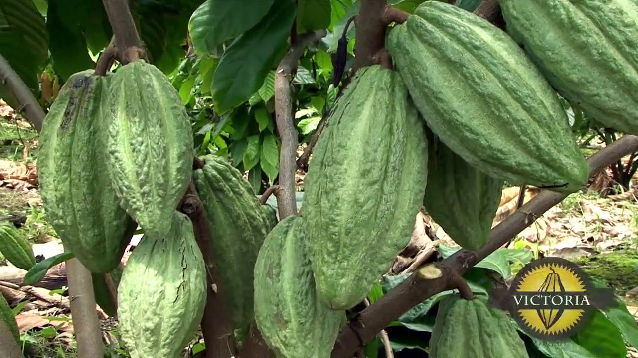 Hacienda Victoria -What is Fine Flavor Cocoa ?