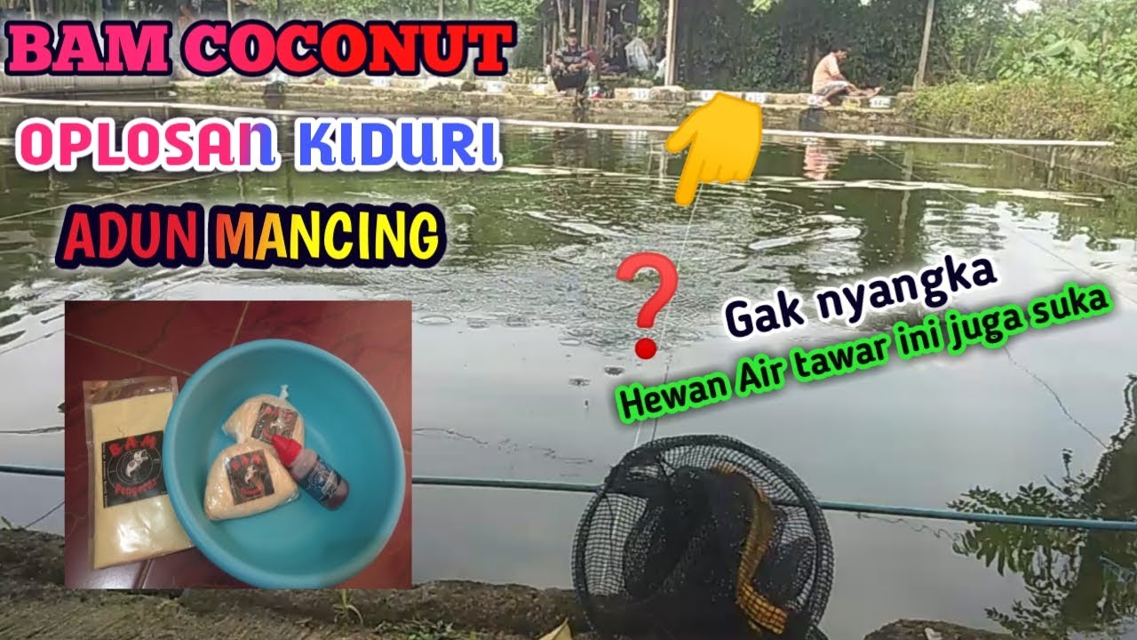 UMPAN BAM COCONUT + OPLOSAN KIDURI DILUAR DUGAAN DAPET YANG PANJANG