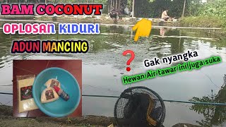 UMPAN BAM COCONUT   OPLOSAN KIDURI DILUAR DUGAAN DAPET YANG PANJANG