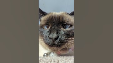 That catnip slaps #catnip #siamesecat
