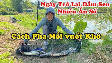 Câu Cá Diếc Chép Ngày Trở Lại Đầm Sen Nhiều Cá Quá | Phần 2