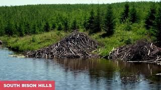 South Bison Hills reclamation