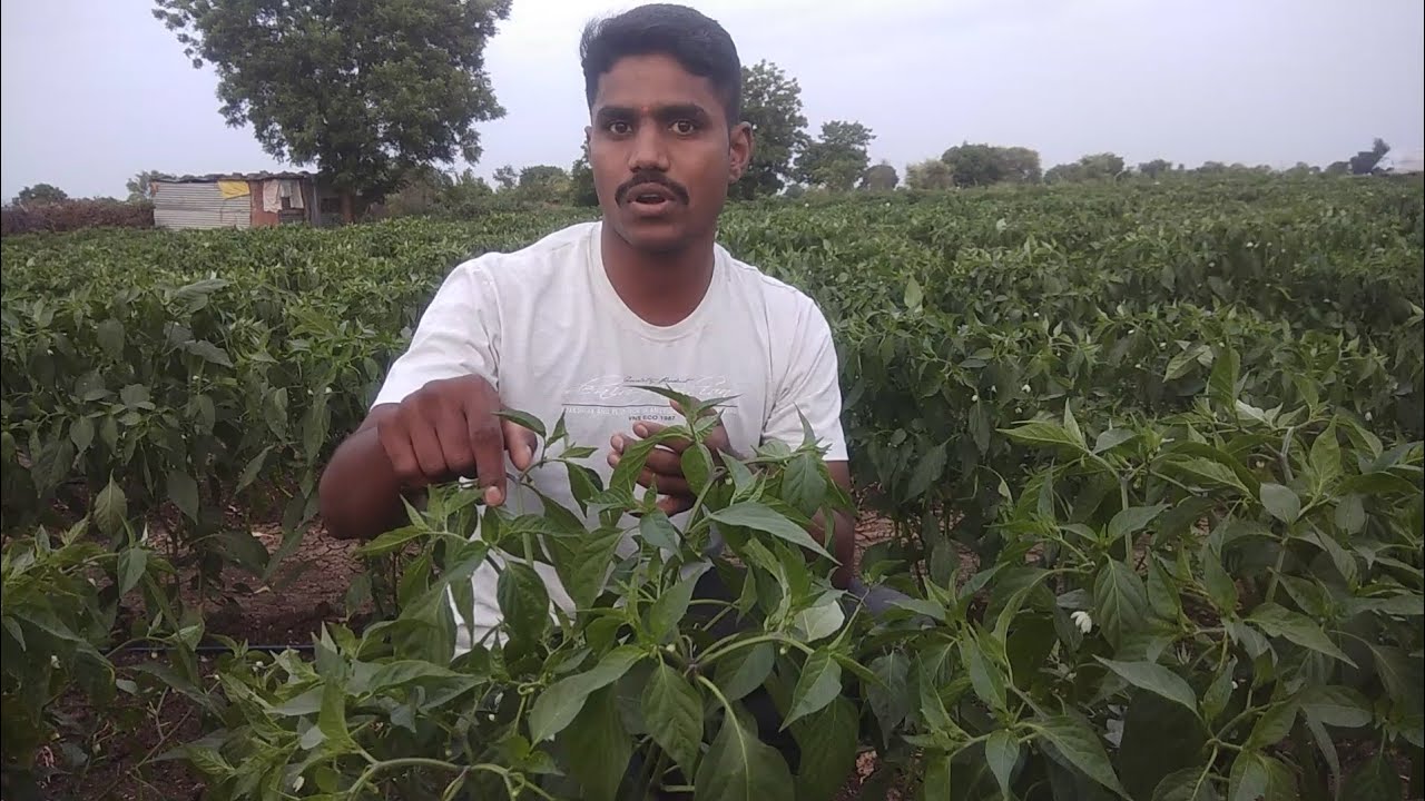 Chilli farming मिरची लागवड 930-2018 - YouTube