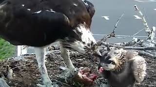 Big fish supper for Hellgate Ospreys