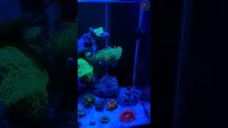 Reef Tank Palatao Trench