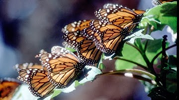 Avoiding Predators: How to Avoid Being Eaten