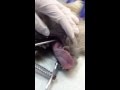 Извлечение инородного тела из желудка собаки (перчатка)