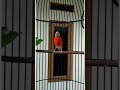 Masteran / pancingan Red siskin by lupus canary Durasi 5 menit (Long Version) #Redsiskin