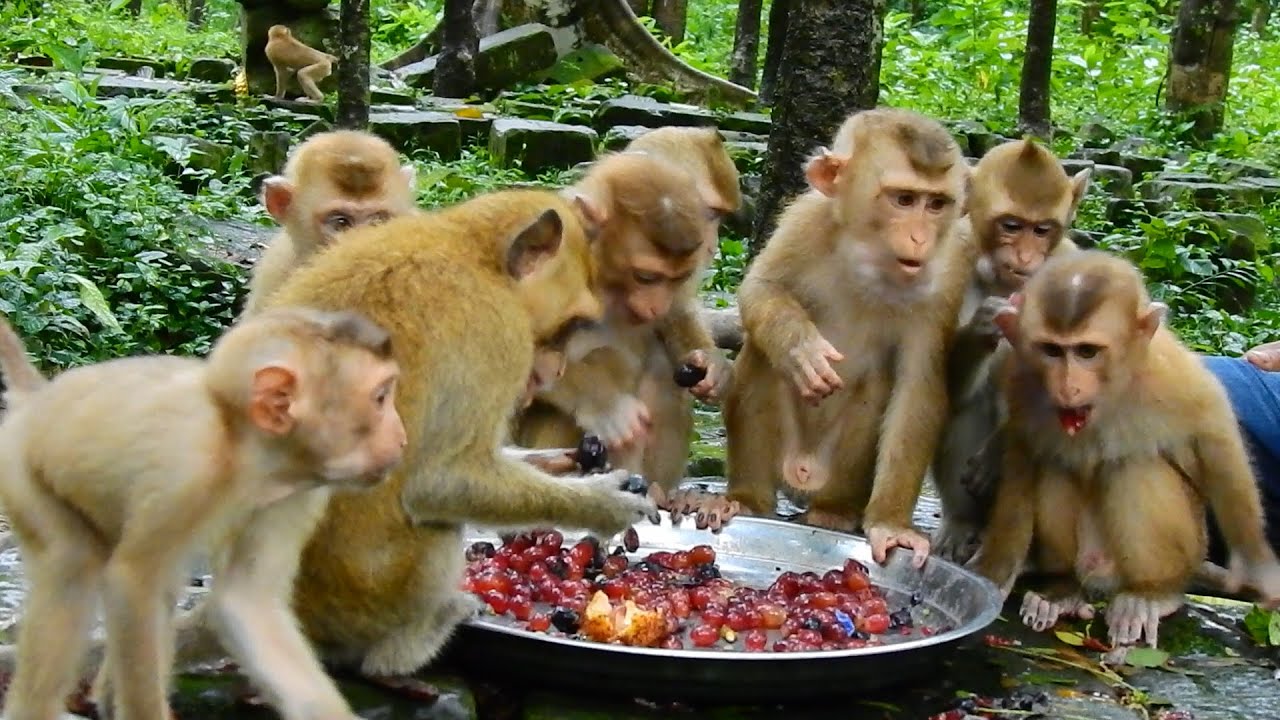 All abandoned monkey enjoy fruits for breakfast