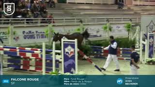 Falcone Rouge Siegerhengst 2017 Champion Des 2 Ans