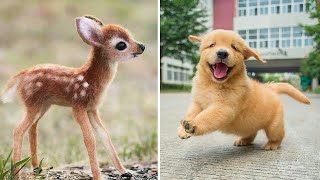 Funny Baby Animals - Beautiful puppies, Cute kittens, Funny pets by FunnyVines 5,198 views 3 years ago 13 minutes