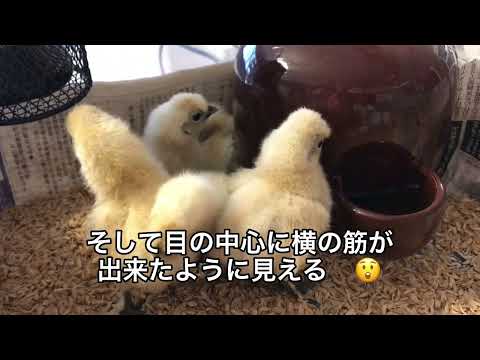 ひよこの目に注目！　眠る時が超かわいい