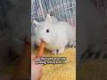 the cute rabbit. #facts #animals #knowledge #shorts