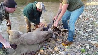 Whitetail buck fight hunters helping the hunted