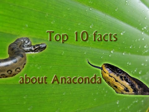 Видео: Top 10 facts about anaconda