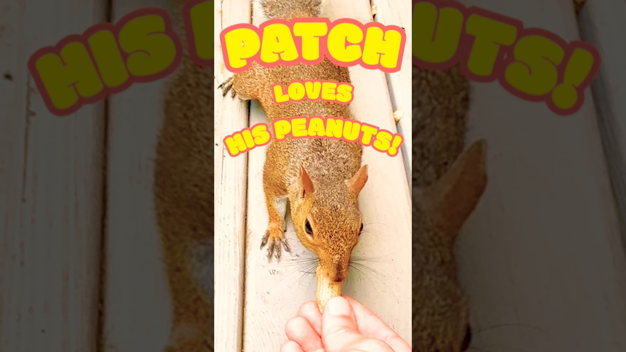 Patch Is Getting Territorial! #cute #wildlife #fun