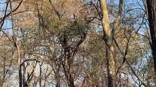 Nesting Wood-ducks hopping from tree to tree