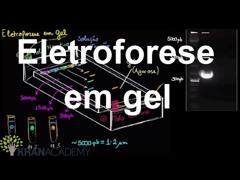Vídeo: Diferença Entre Eletroforese Em Gel E Página SDS