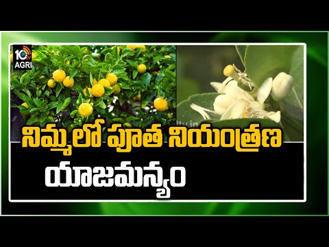 నిమ్మలో పూత నియంత్రణ యాజమాన్యం | Lemon Farming Information | Matti Manishi | 10TV News