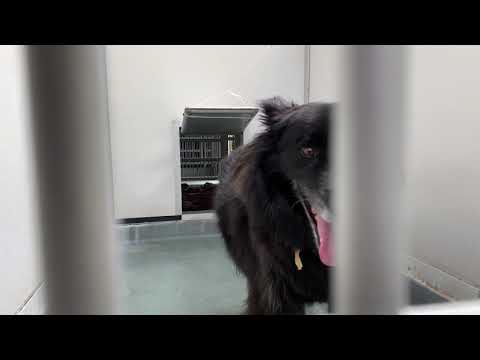 Caring for a COVID 19 Patient Pet Service Dog Gets Love by Riverside County Animal Services