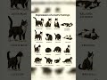 Learn how to understand your cat's body language and emotions with this helpful guide! #catbehavior
