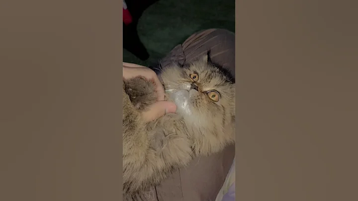 Video 11761621: persiancat persians, cat persiancat cutecat pets, persiancat cute pets cat