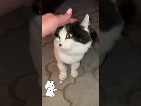 A Journey Through The Cat S Domain Funny And Beautiful Shorts