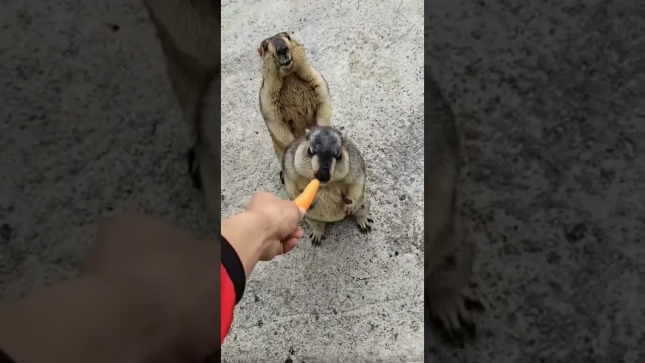 🐶📺 TV Jumpscare Surprise: Hilarious Reaction of Startled Dog! 🐾😱🎬