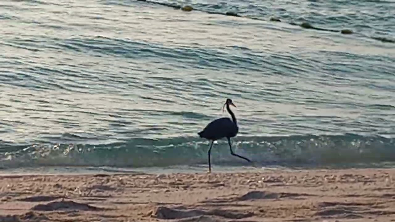 Crane bird enjoys walking in the Sea Waves - Just Amazing! - YouTube