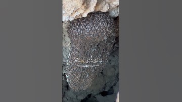 #النحل #اكتب_شي_تؤجر_عليه #آيات #سورةالنحل #سورة #تلاوات #تلاوة #دعاء #quran #اذكار #استغفار #الصباح