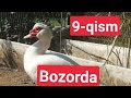 O'rdak tovuq goz biznes 9-qism