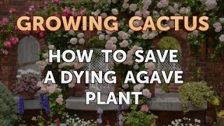 How to Save a Dying Agave Plant